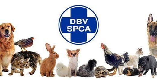 SPCA_51910_tn-520x266