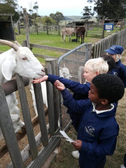 Homeleigh Farm