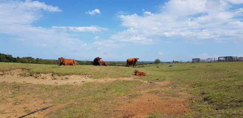 cow pic