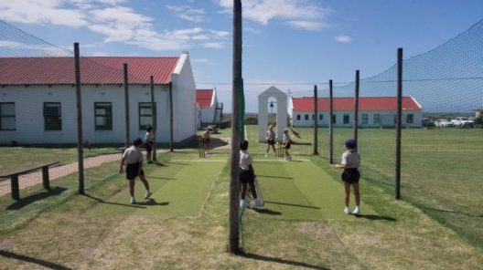 cricket picture
