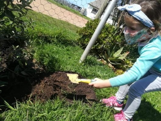 grade 00 planting sophia