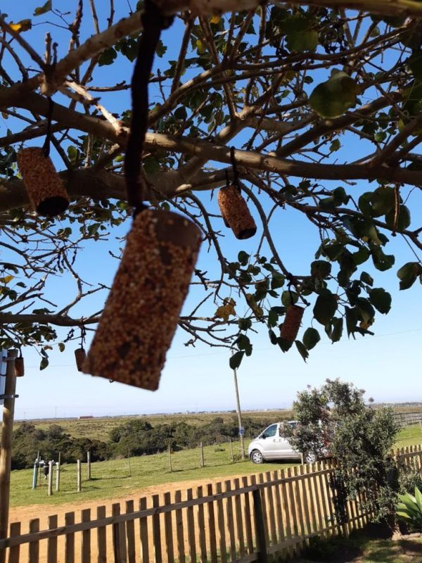 ns bird feeder