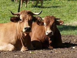 bull patt