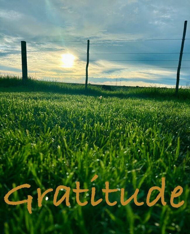 gratitude school pic grass