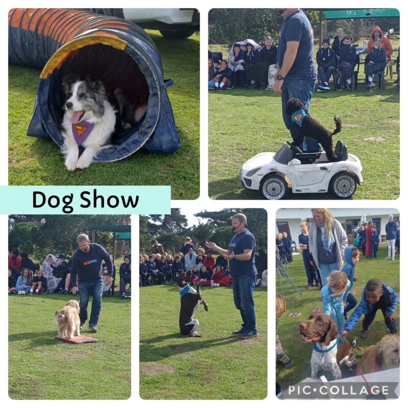 Gr 0 Dog Show