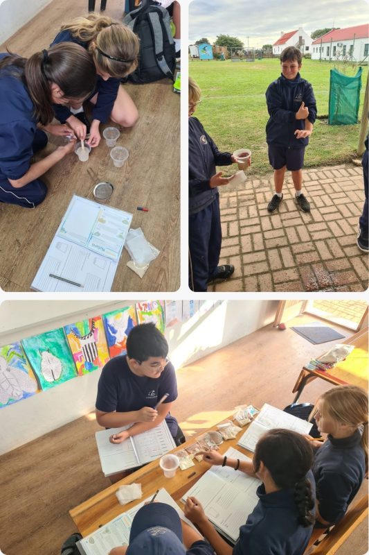Grade 6 collage